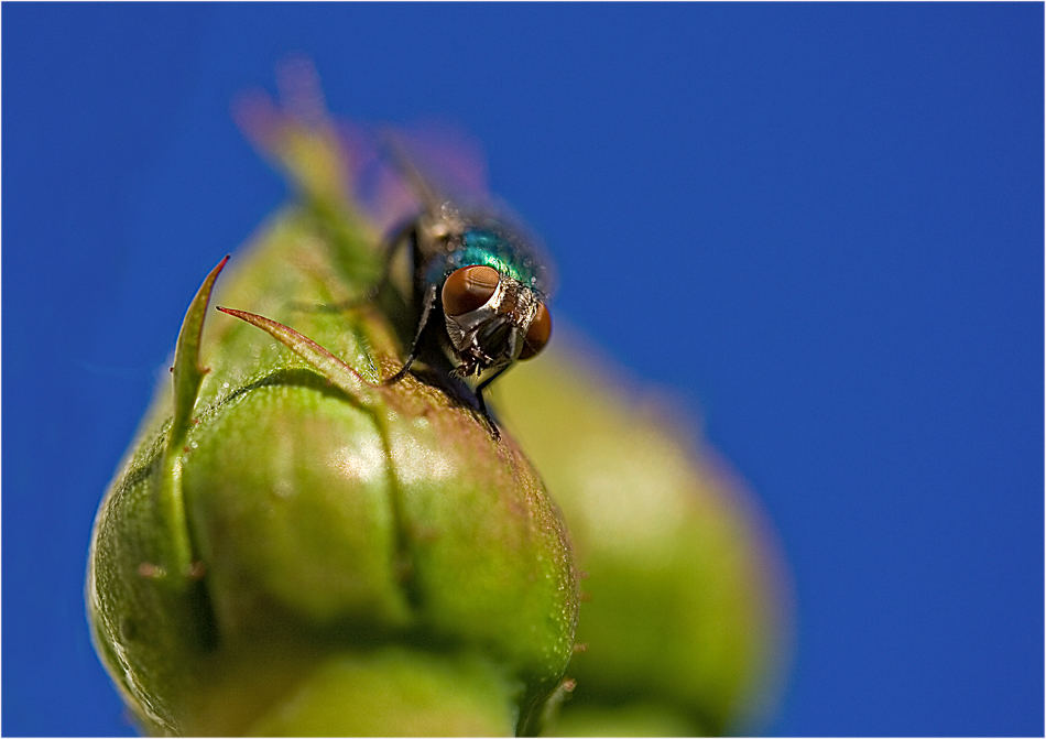 Testbild mit meinem neuem Makro