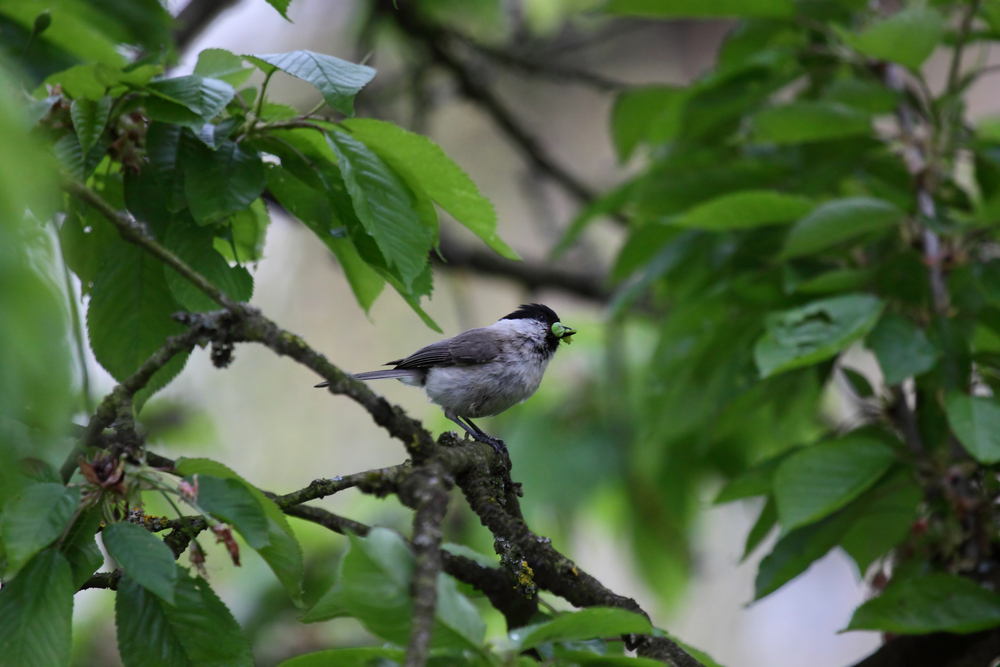 Testbild mit meinem neuen 100-400 L IS