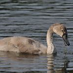 Testbild Nikkor AF S 5.6/200-500 VR: Höckerschwan – Jugend 01