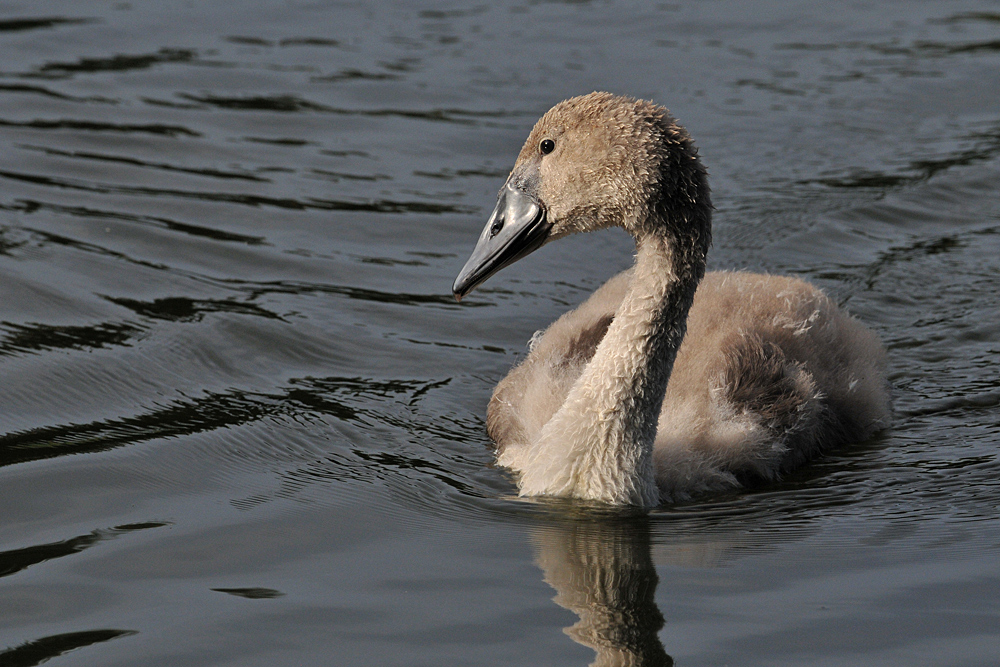 Testbild Nikkor AF S 5.6/200-500 VR: Höckerschwan – Jugend 02