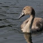 Testbild Nikkor AF S 5.6/200-500 VR: Höckerschwan – Jugend 02