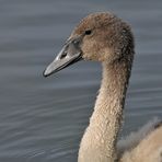 Testbild Nikkor AF S 5.6/200-500 VR: Höckerschwan – Jugend 03