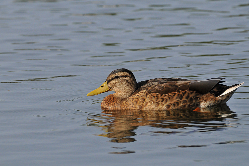 Testbild Nikkor AF S 5.6/200-500 VR: Stockenten – Dümpeln