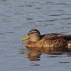 Testbild Nikkor AF S 5.6/200-500 VR: Stockenten – Dümpeln