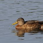 Testbild Nikkor AF S 5.6/200-500 VR: Stockenten – Dümpeln