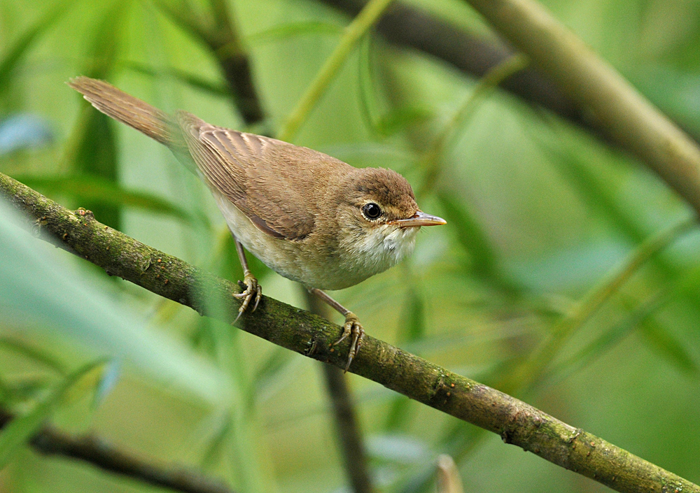 Testbild Nikkor AF S 5.6/200-500 VR: Teichrohrsänger 01