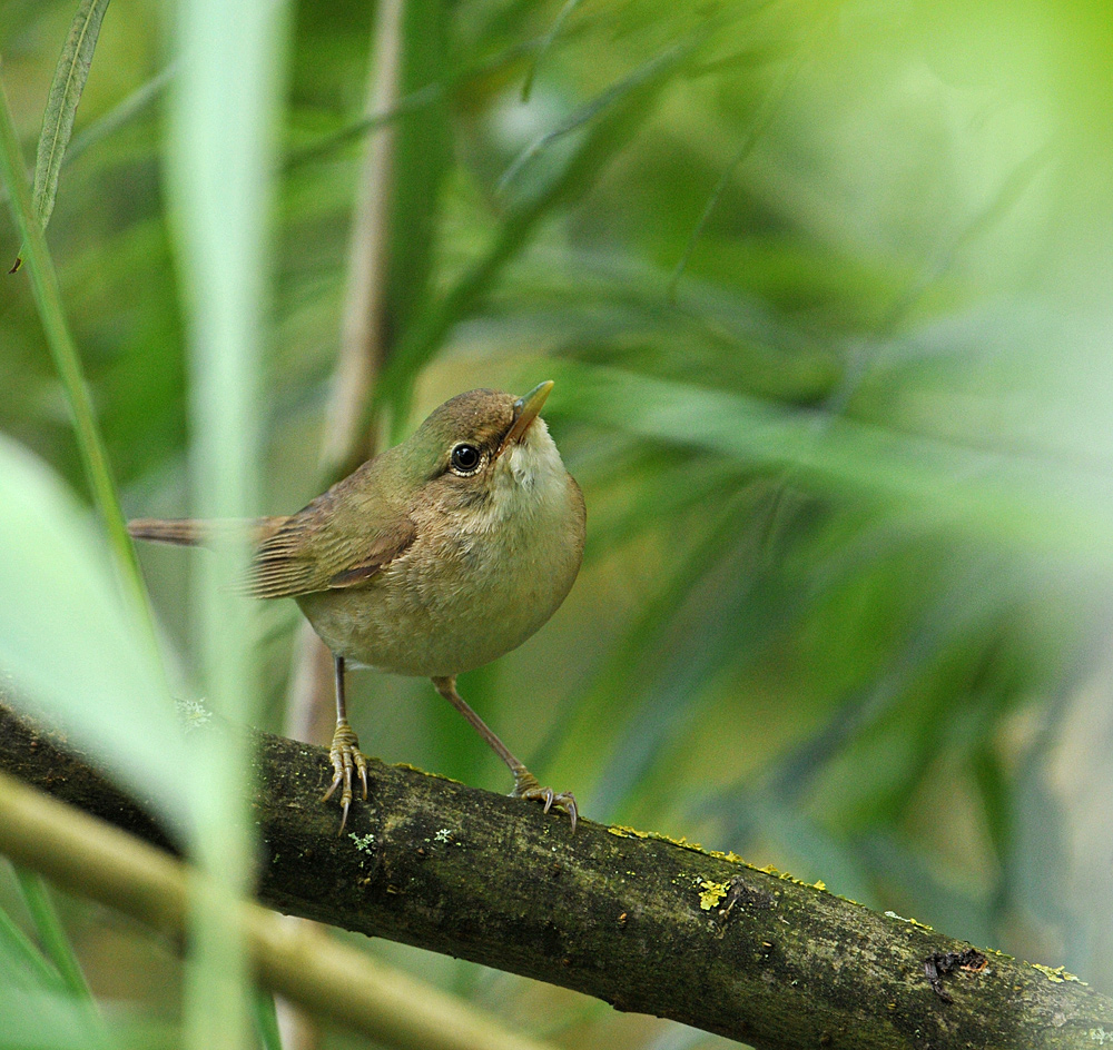 Testbild Nikkor AF S 5.6/200-500 VR: Teichrohrsänger 02