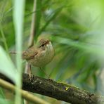 Testbild Nikkor AF S 5.6/200-500 VR: Teichrohrsänger 02