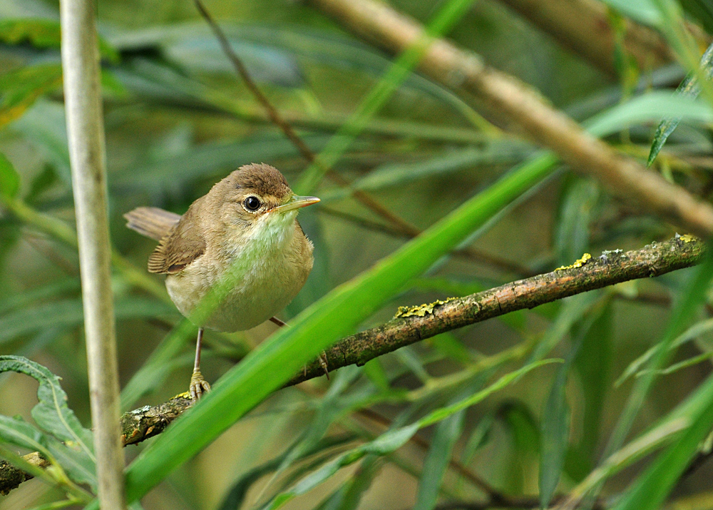 Testbild Nikkor AF S 5.6/200-500 VR: Teichrohrsänger 03