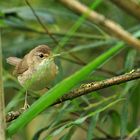 Testbild Nikkor AF S 5.6/200-500 VR: Teichrohrsänger 03