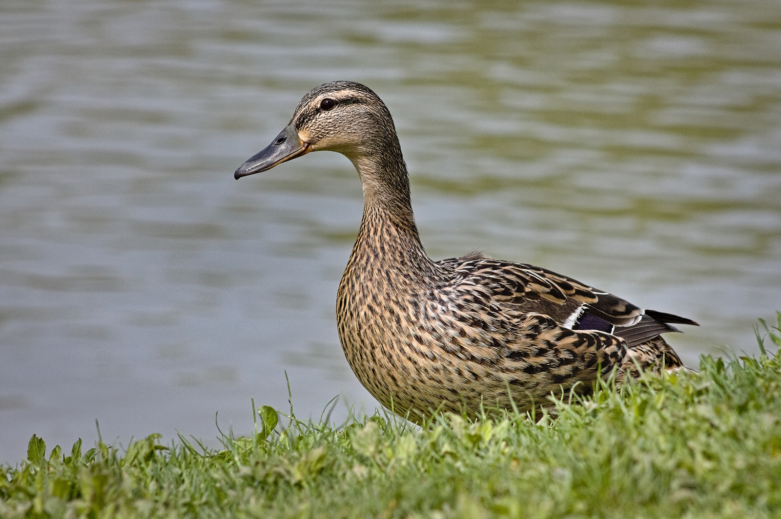 Testen von meinem 75-300mm Canon