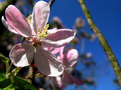 Testfoto absolute Makroeinst. Nahgrenze .Blüte der nachfolgenden Fotos.