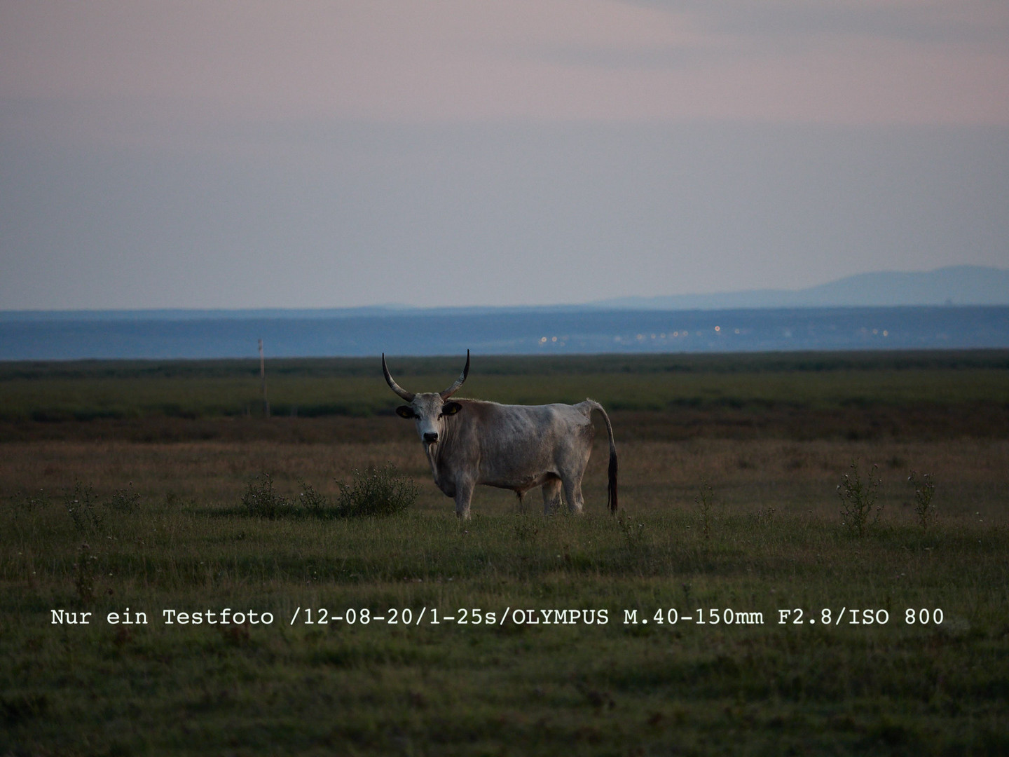 Testfoto Graurind am Abend