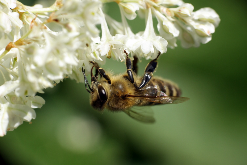 Testschuss mit 70-200mm F4 und Raynox DCR-250