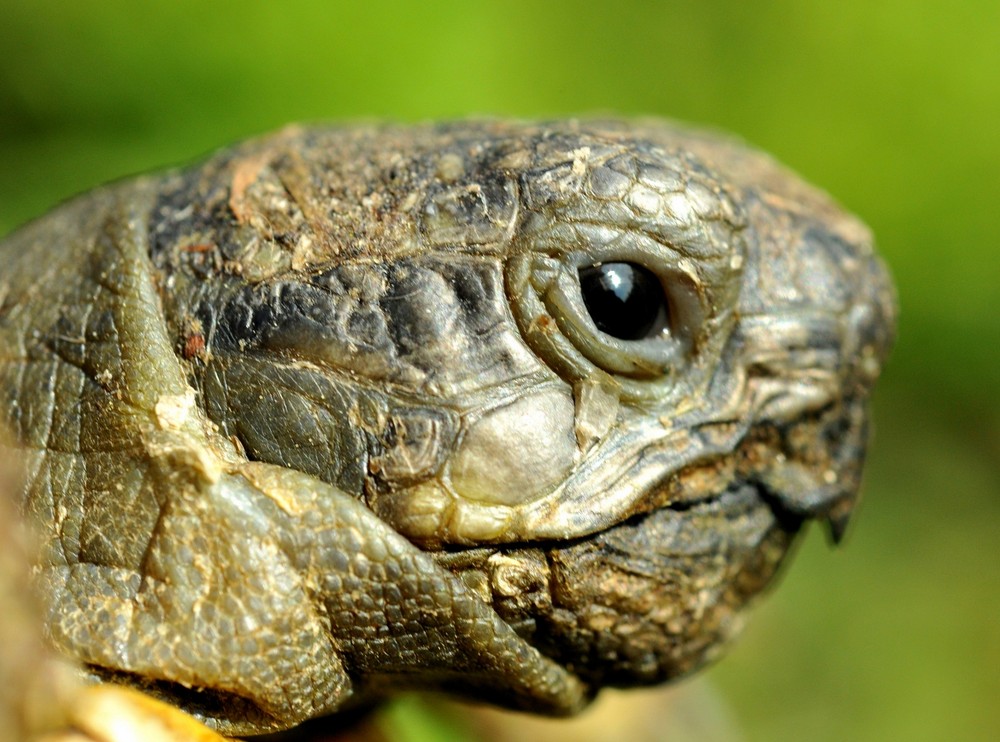 Testudo hermanni