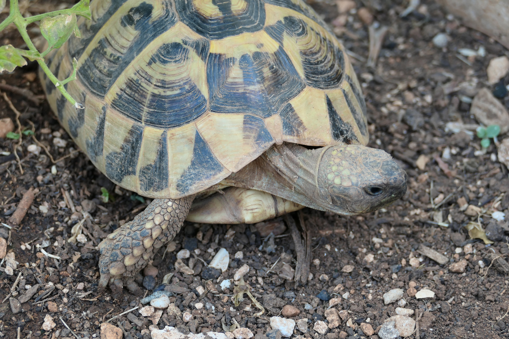 Testudo hermanni boettgeri var. hercegovinensis