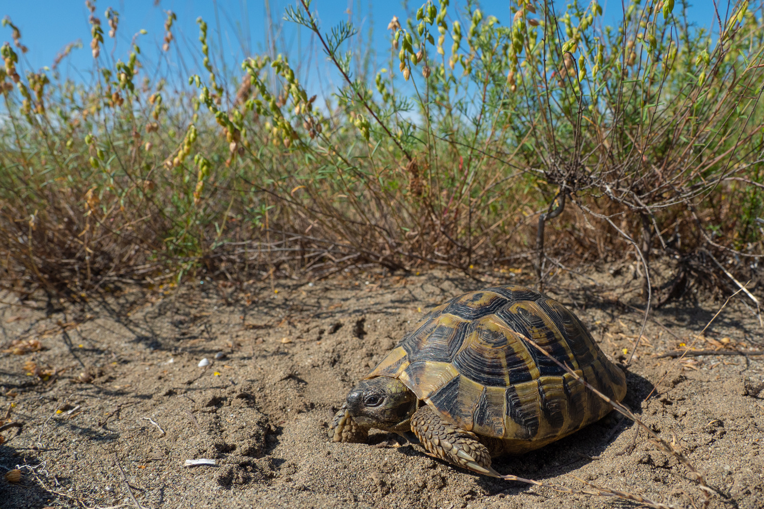 Testudo hermanni