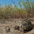 Testudo hermanni