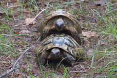 Testudo hermanni hermanni beobachtet in der