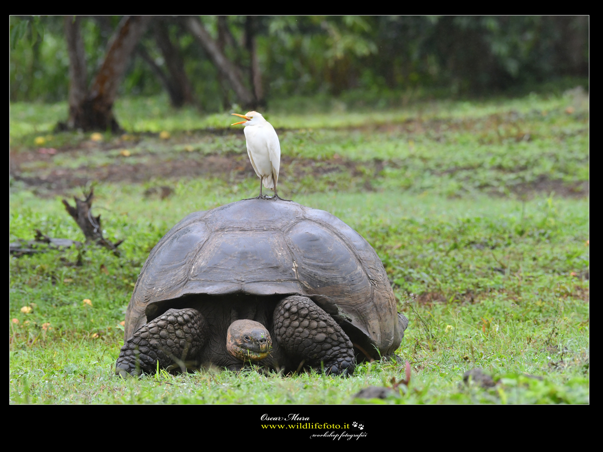 Testuggine delle Galapagos workshop https://www.wildlifefoto.it/