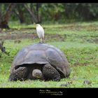 Testuggine delle Galapagos workshop https://www.wildlifefoto.it/