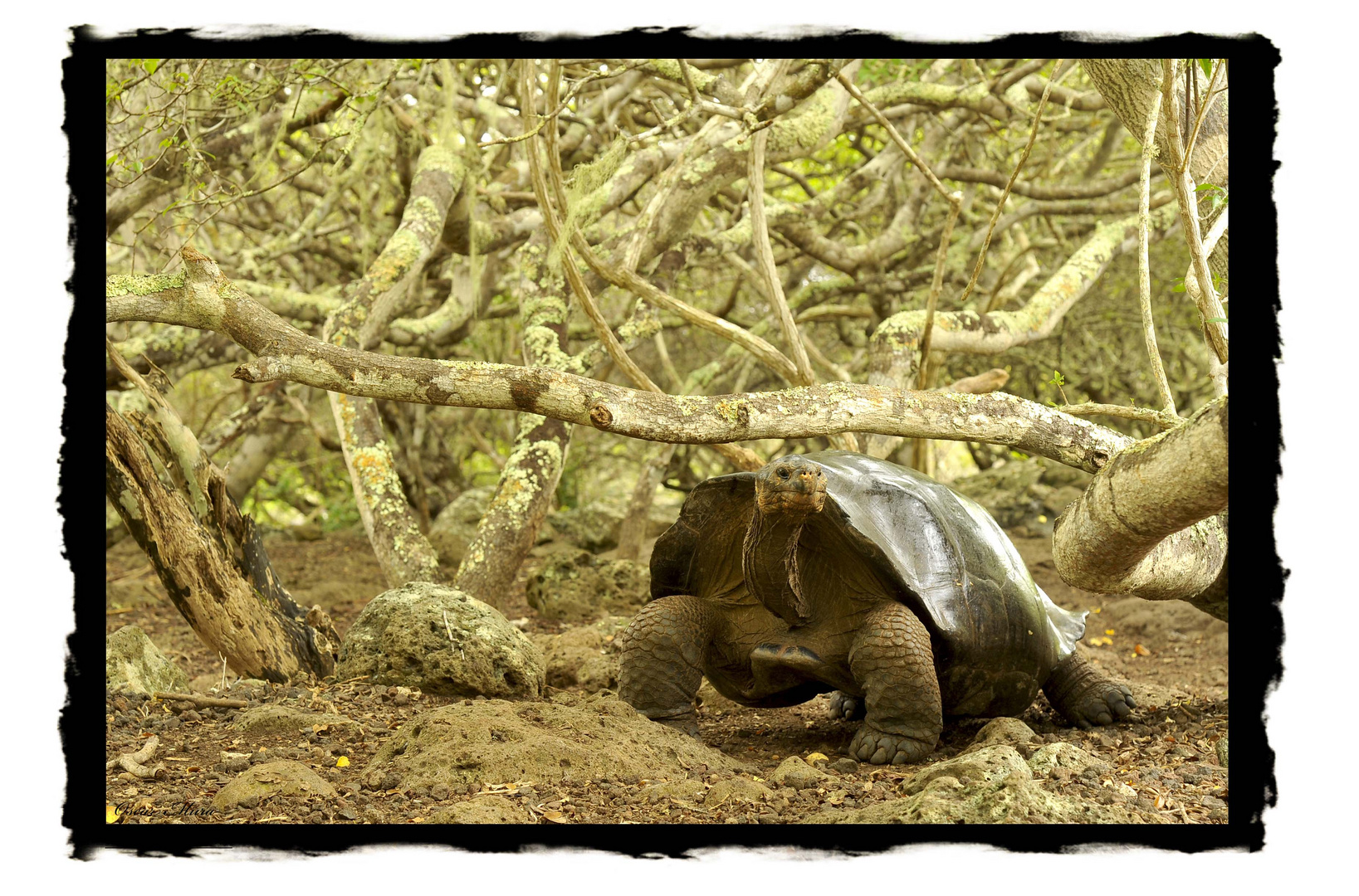 Testuggine #galapagos #oscarmura workshop https://www.wildlifefoto.it/