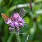 Tete  a Tete im Kempter Wald