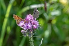 Tete  a Tete im Kempter Wald