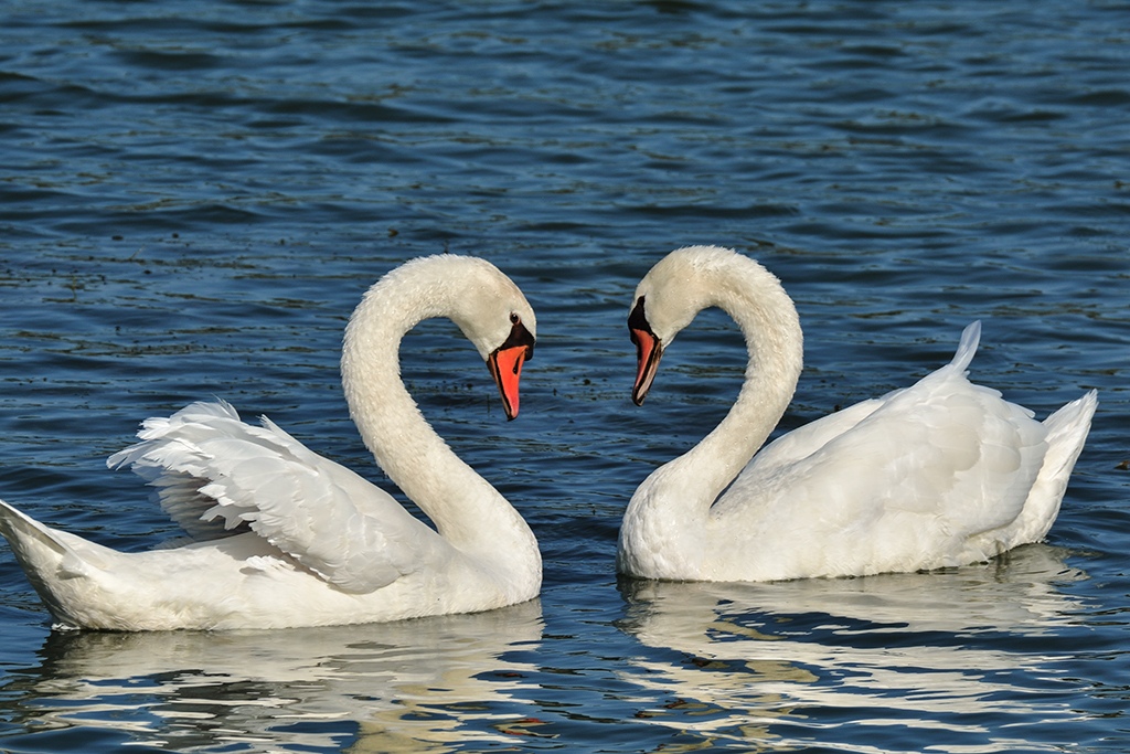 Tete à tête romantique