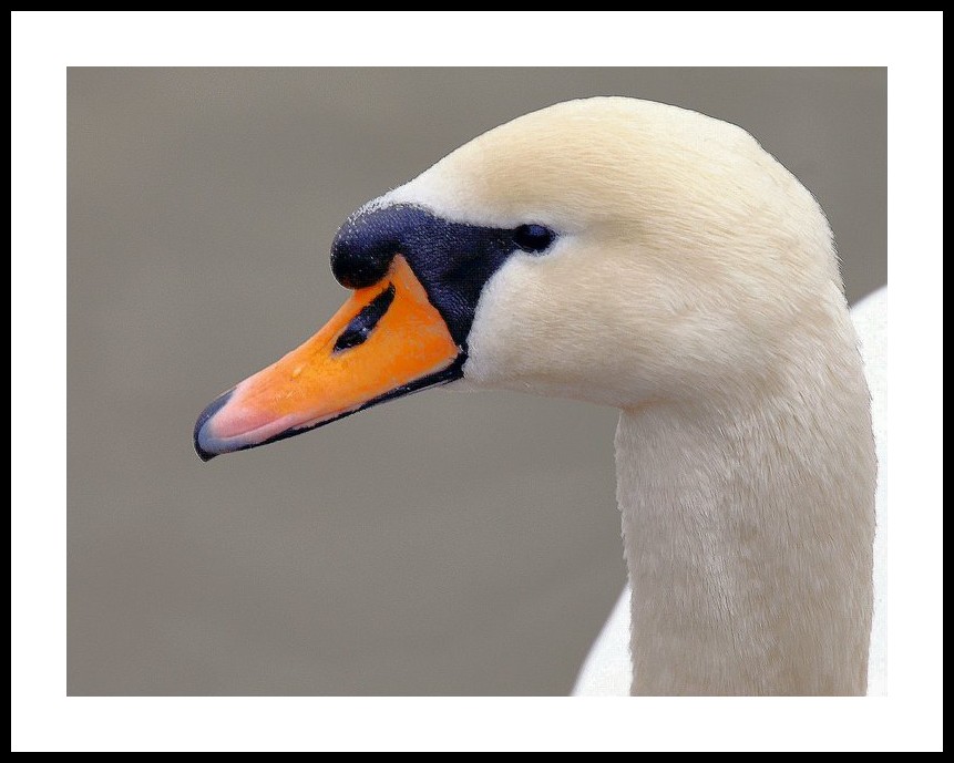 tete de cygne