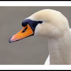 tete de cygne