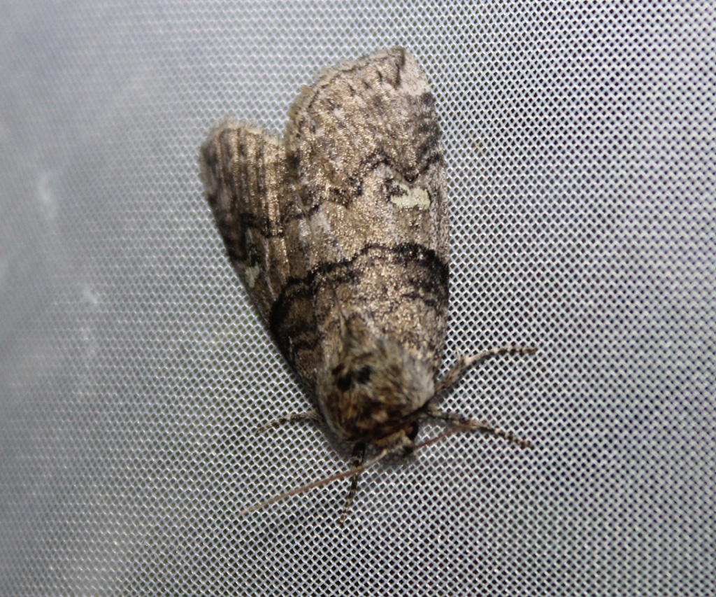 Tethea ocularis- Augen-Eulenspinner