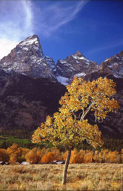 Teton Autumn