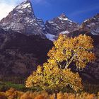 Teton Autumn