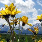 Teton NP