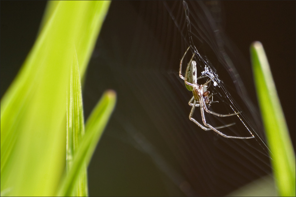 Tetragnatha