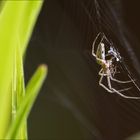 Tetragnatha