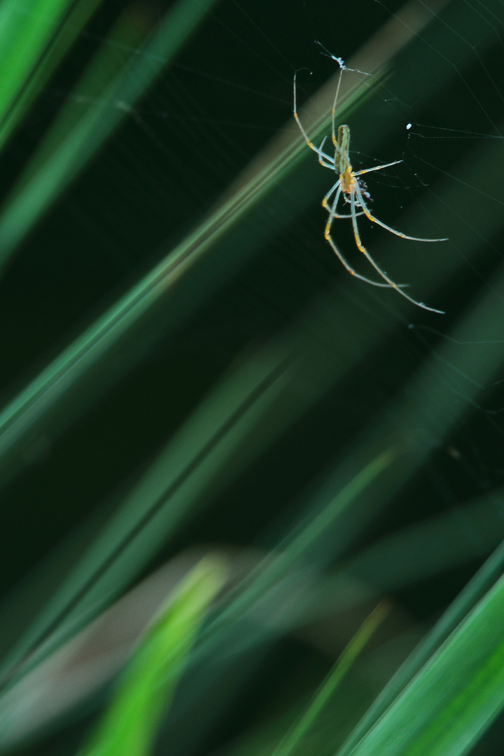 Tetragnatha Extensa