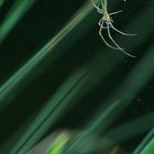 Tetragnatha Extensa