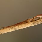 - Tetragnatha extensa -