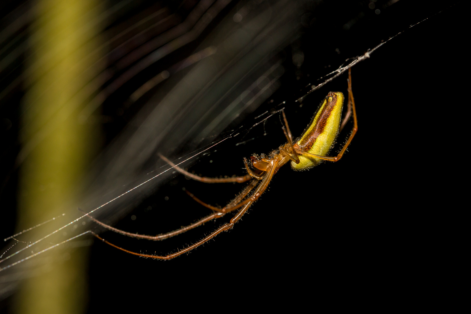 Tetragnatha extensa (Streckerspinne)