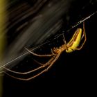 Tetragnatha extensa (Streckerspinne)