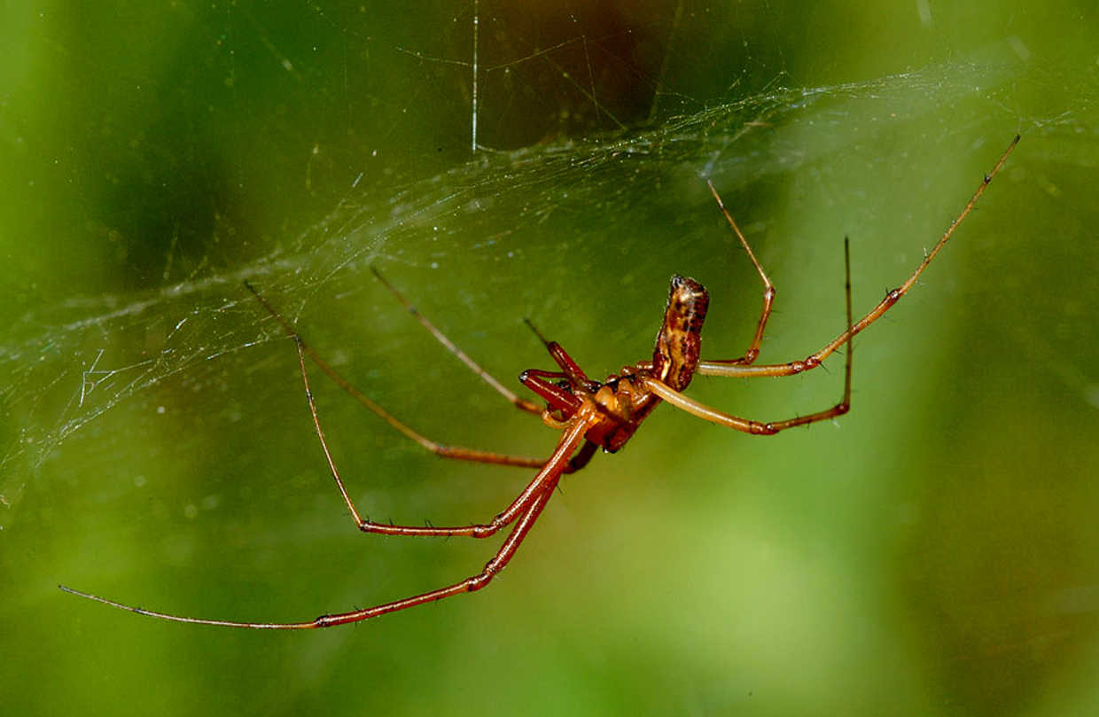 Tetragnatha montana