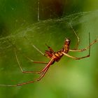 Tetragnatha montana