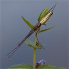 Tetragnatha spec.