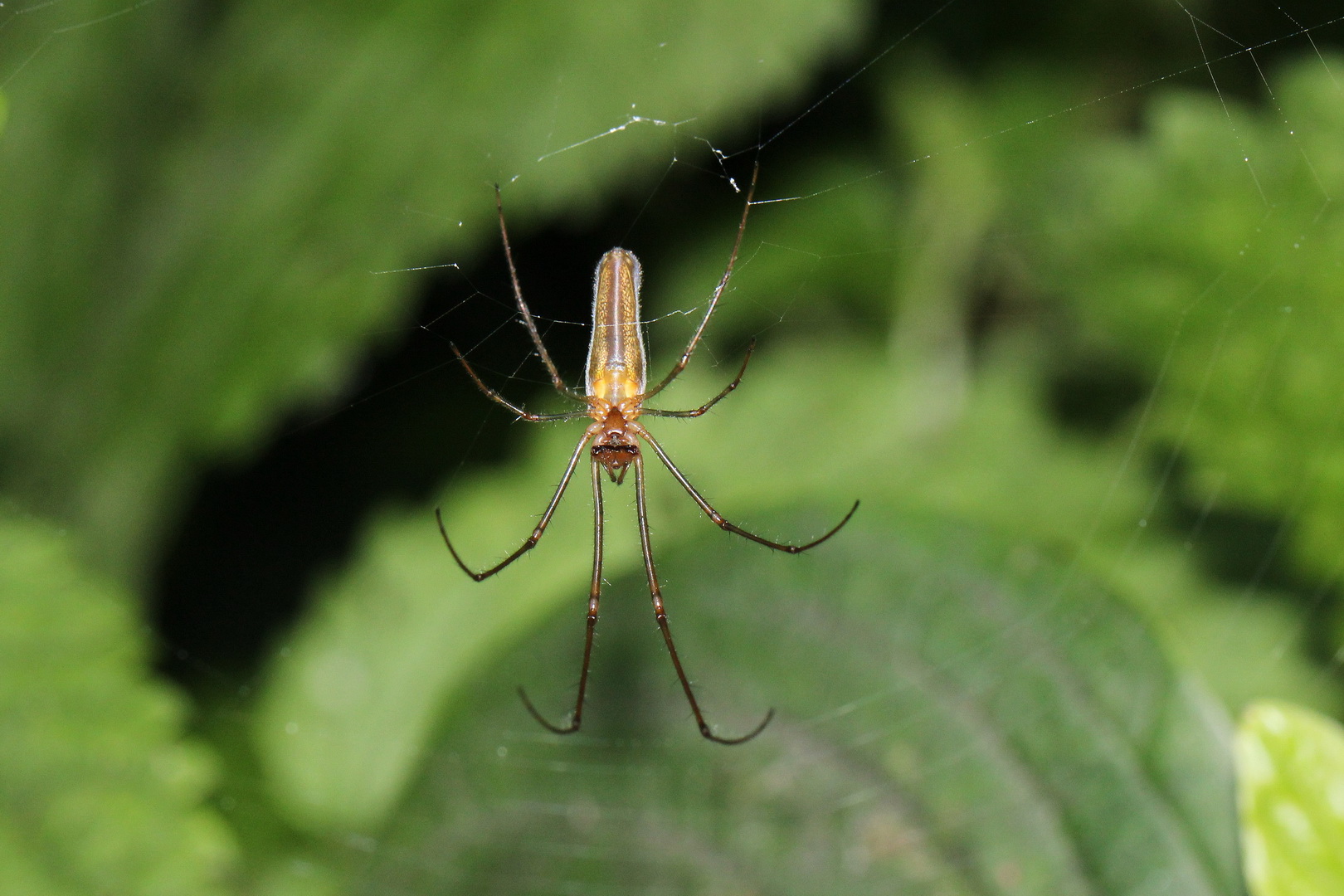 Tetragnatha striata