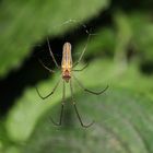 Tetragnatha striata