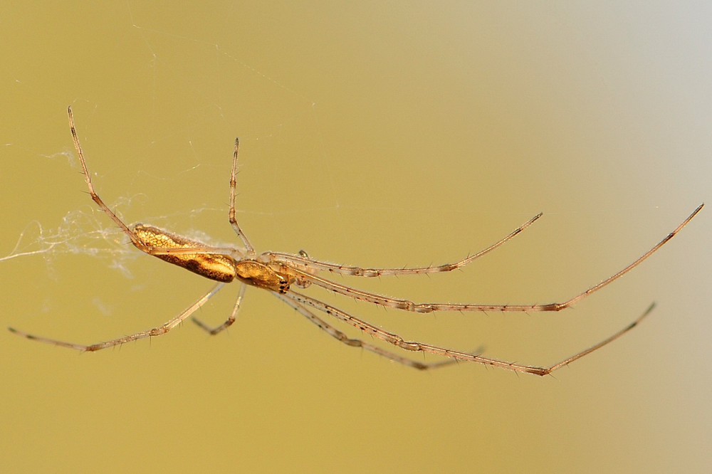 Tetragnathidae - Streckerspinne