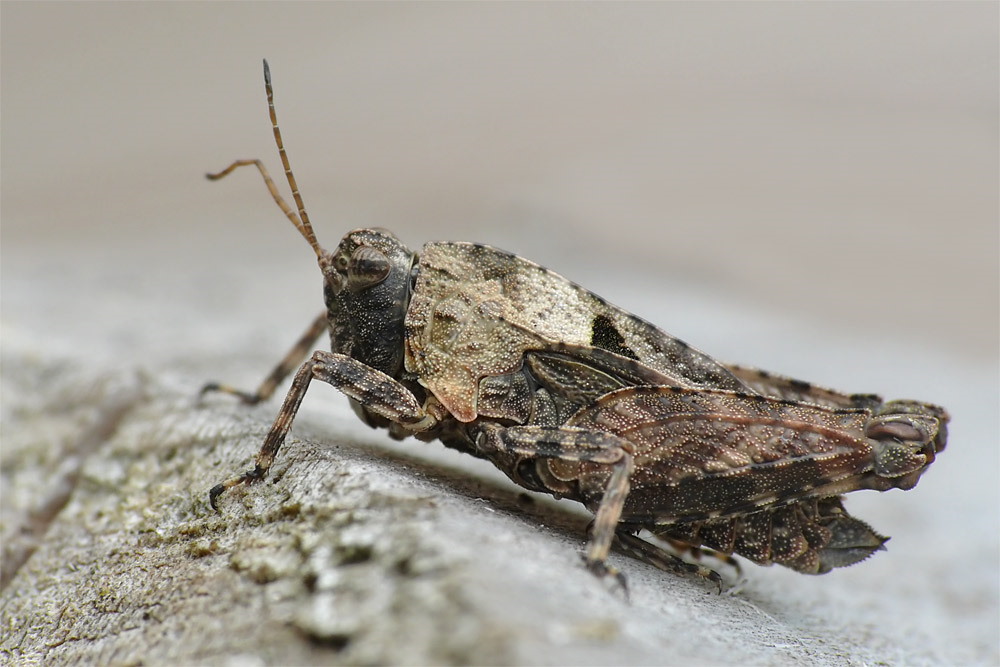 Tetrix tenuicornis Foto & Bild tiere, wildlife, insekten Bilder auf
