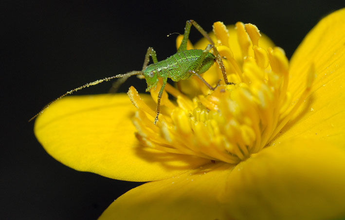 tettigonia